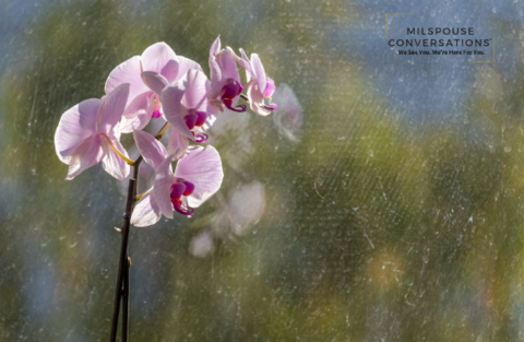 A pink orchid is shown in the rain.