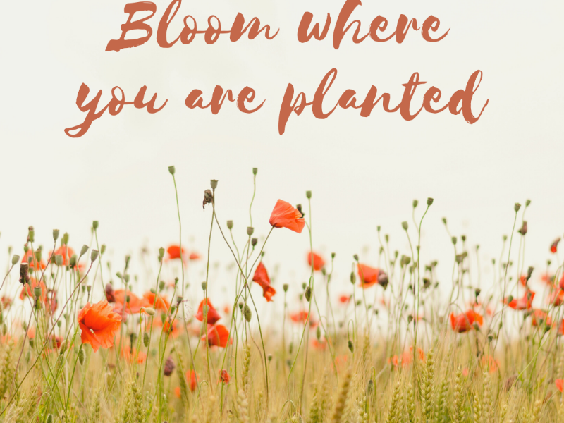 A field of poppies with the words bloom where you are planted.